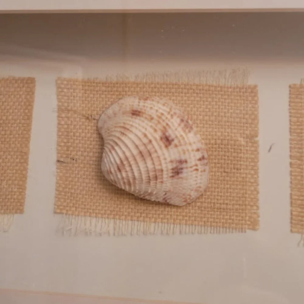 Sea Shell Shadow Boxes - Picture 7 of 11